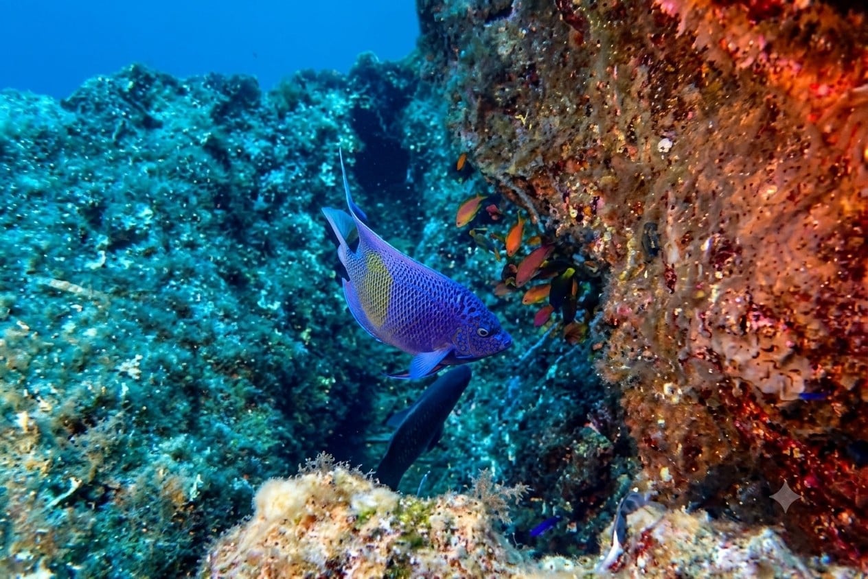 Yellowbar Angelfish Greece