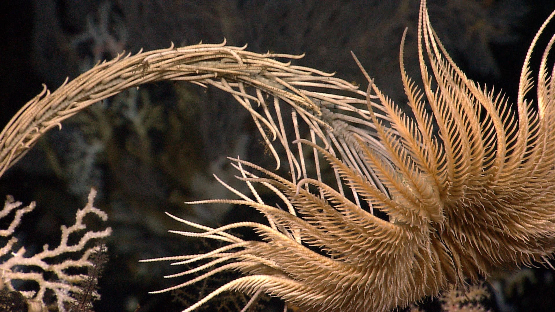 A feather star crinoid