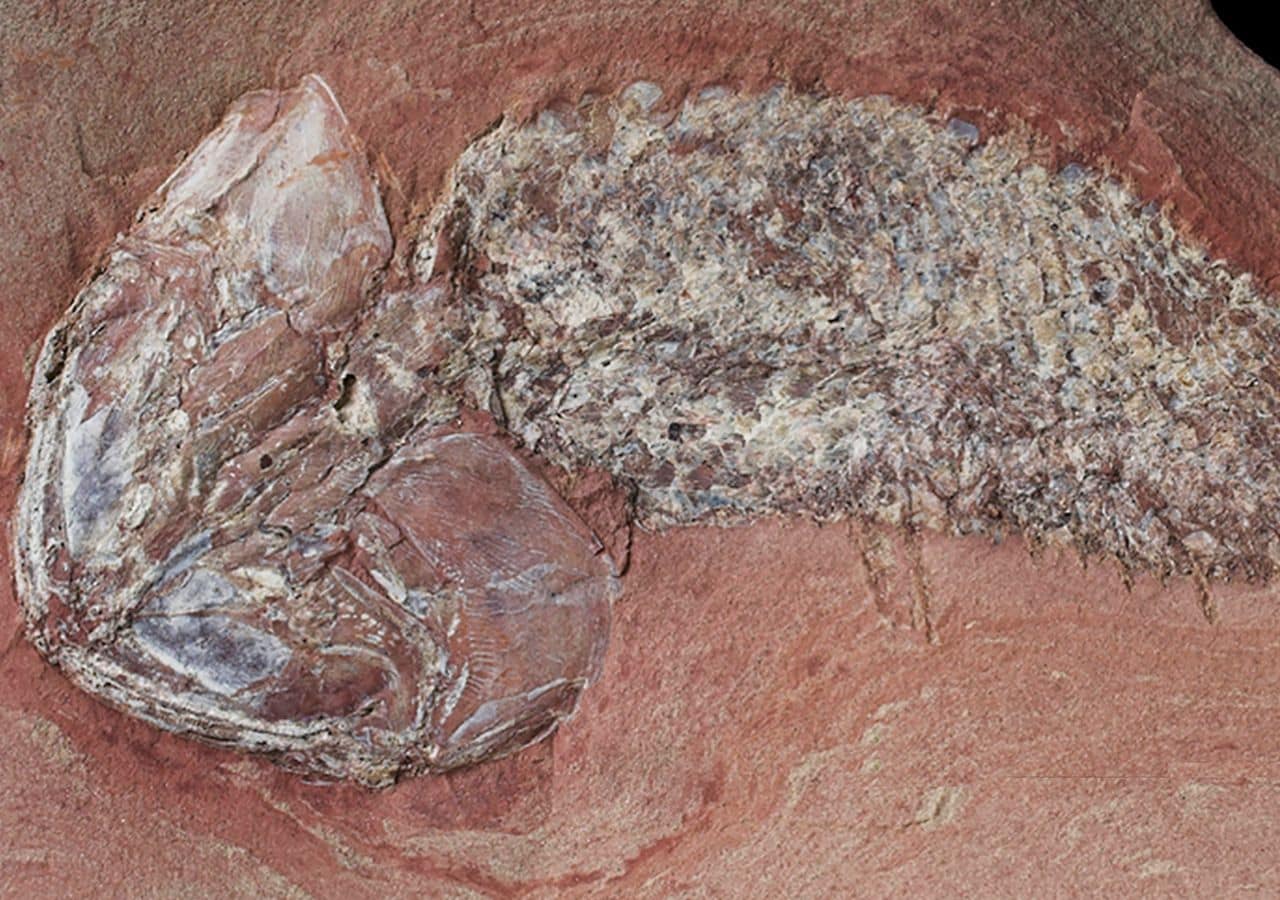 A well-preserved fish fossil discovered near the largest impact crater in Brazil