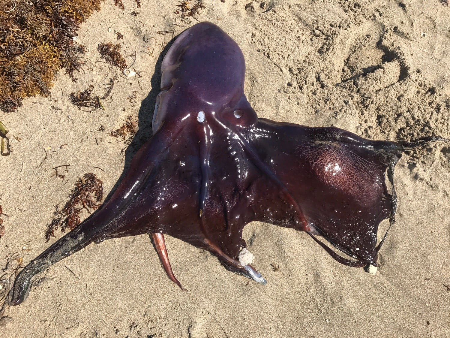 Blanket Octopus, Greece