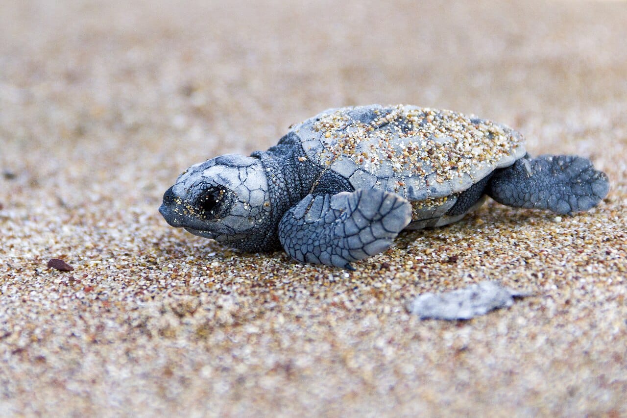 A newly hatched loggerhead sea turtle, or Caretta caretta, crosses the sand in the protected coastal area of Kyparissia, Greece.