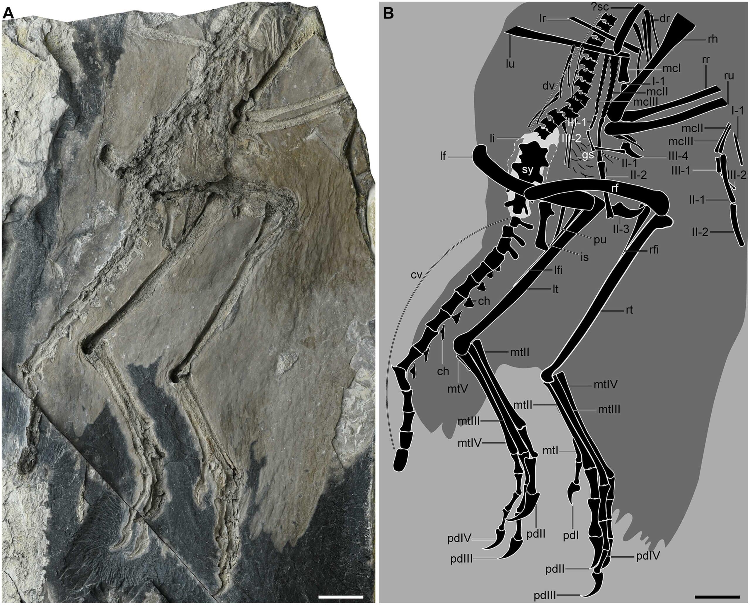 Holotype of Zhengheornis buyu