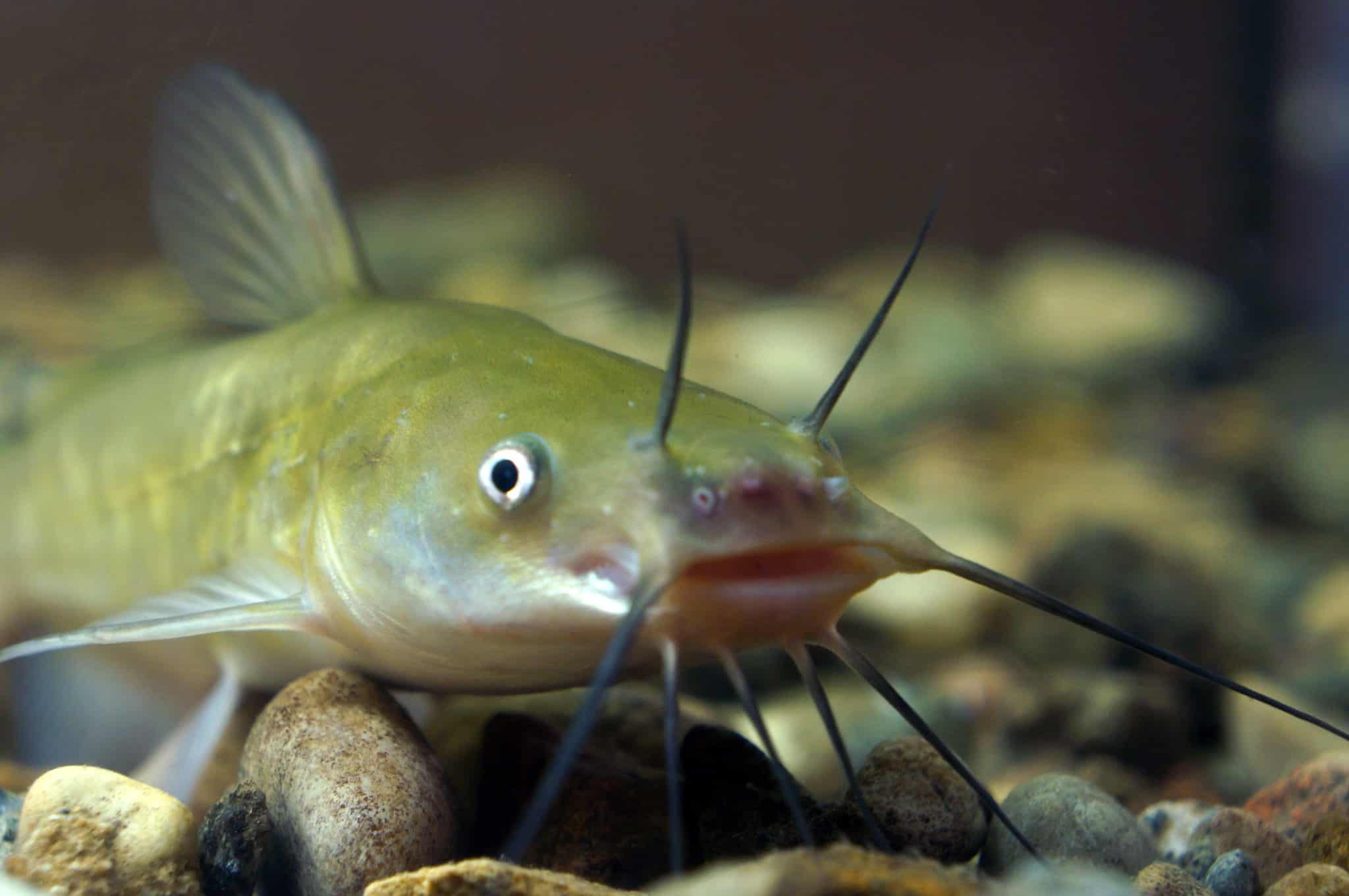 The brown bullhead catfish