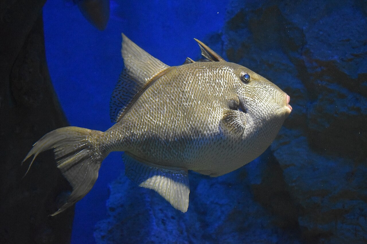 Gray Triggerfish, Mediterranean