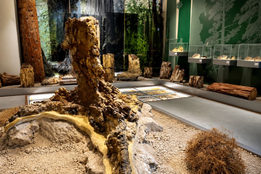 A fossilized tree preserved in the Lesvos Petrified Forest Museum