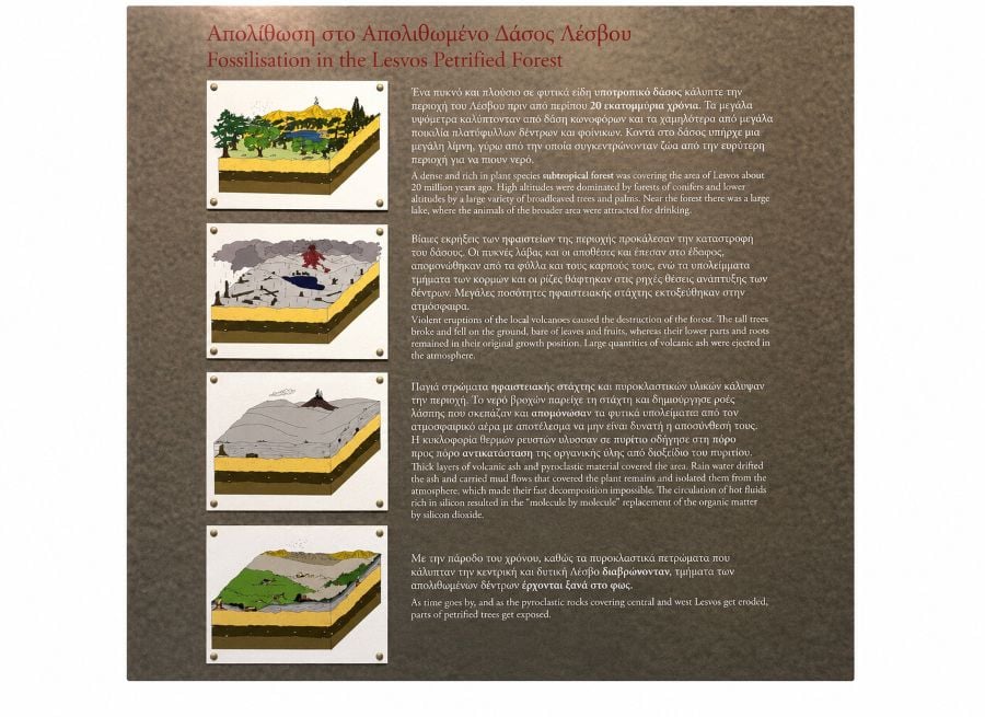 A museum display illustrates how volcanic activity buried the ancient forest and contributed to its preservation.