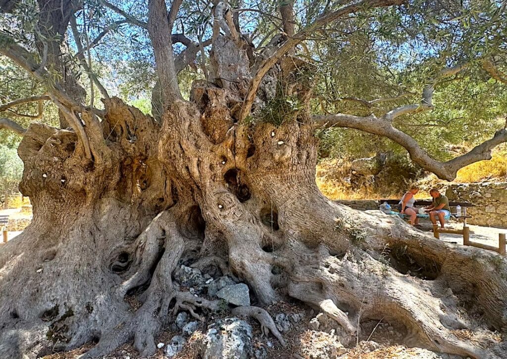 Ancient Olive Tree, Kavousi 1, Crete_Credit Greek Reporter