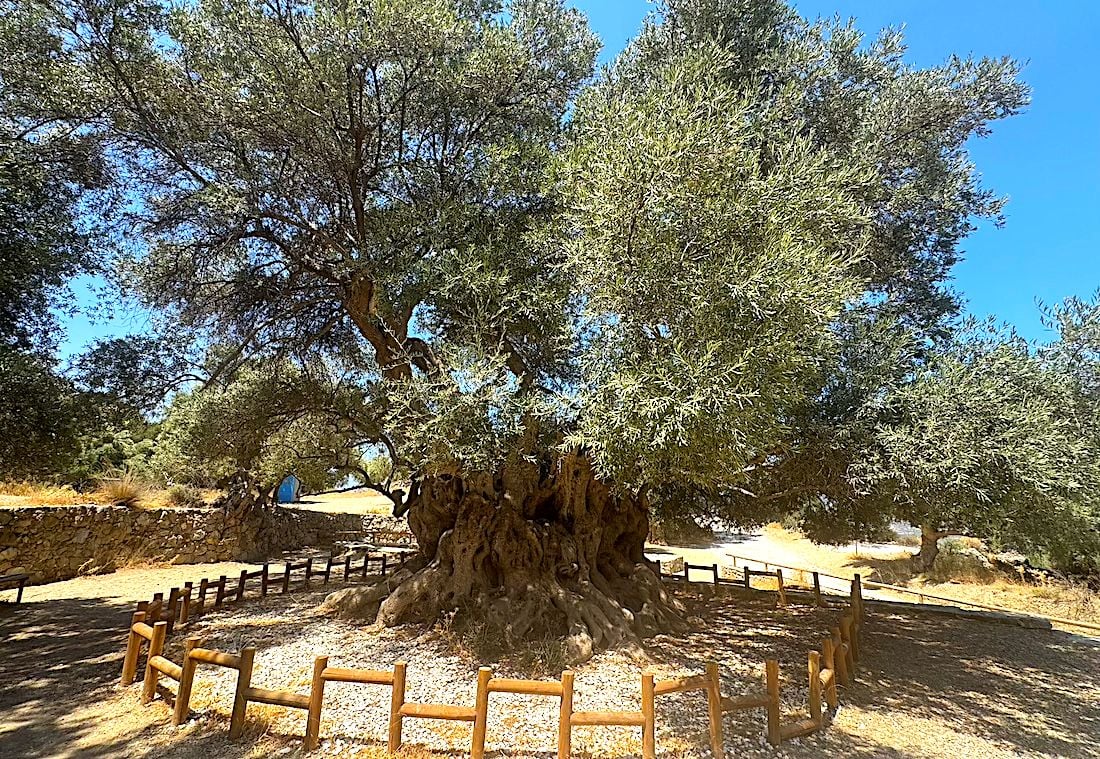 Ancient Olive Tree, Kavousi 2, Crete, one of the world's oldest olive trees that has been around since the last centuries of the Minoan civilization