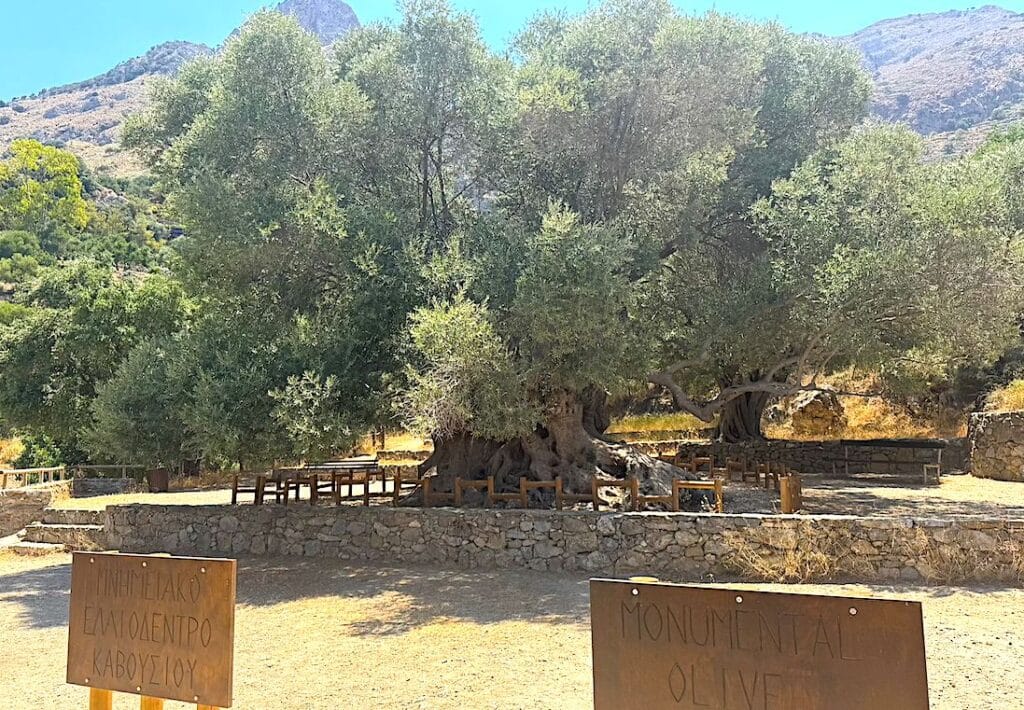 Ancient Olive Tree, Kavousi, Crete