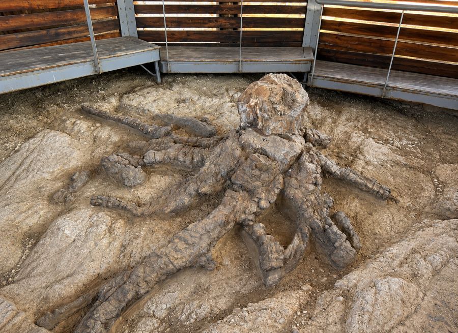 Fossilized remains displayed at the Natural History Museum of the Lesvos Petrified Forest