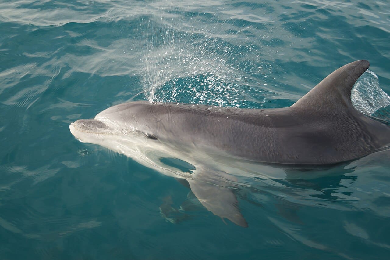 A bottlenose dolphin, photographed in the Gulf of Taranto