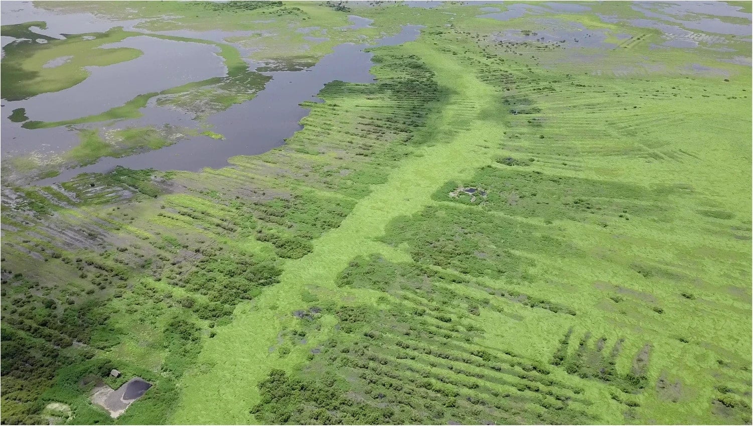 Aerial view of ancient canals and ridges in La Mojana, Colombia