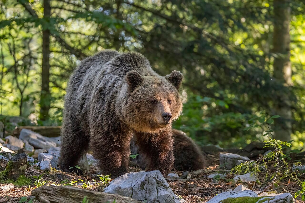 A female Eurasian brown bear standing among rocks and trees.