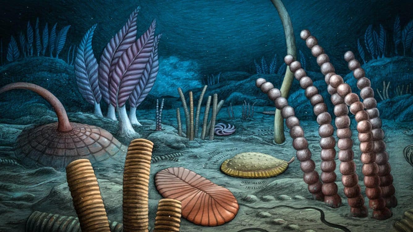Ediacaran seafloor ecosystem about 567 million years ago