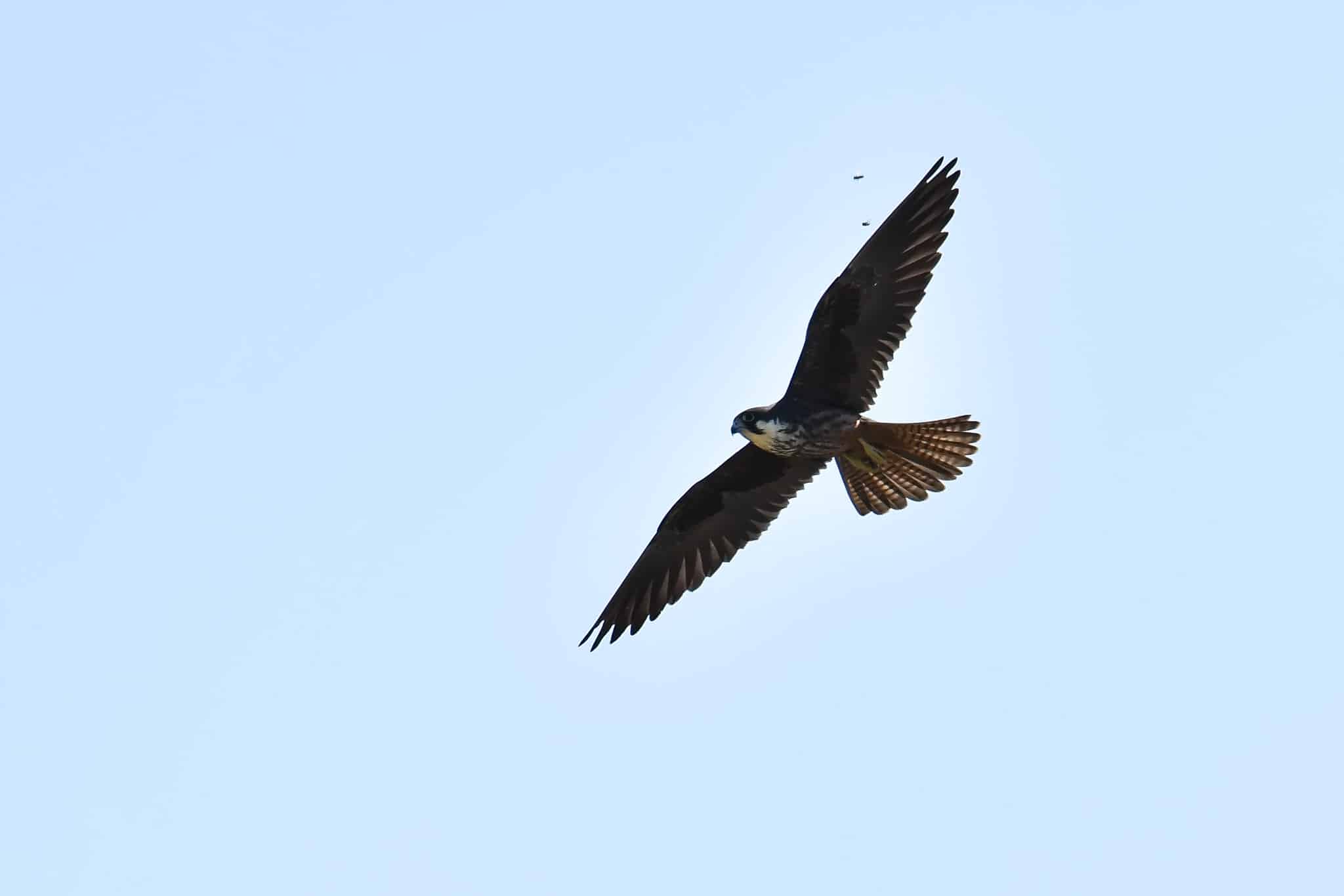 Eleonora’s falcon in flight with its wings spread against a clear sky.