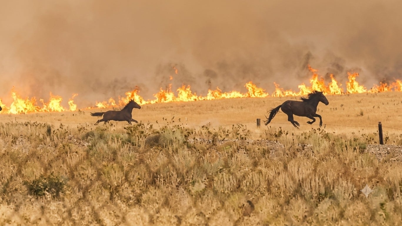 Horses gallop to evade the approaching fire near Megara, west of Athens, Greece