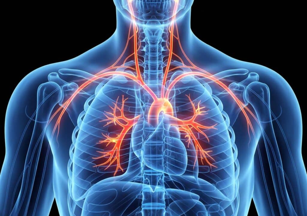 Greek Scientist Creates First Complete Map of Human Vagus Nerve