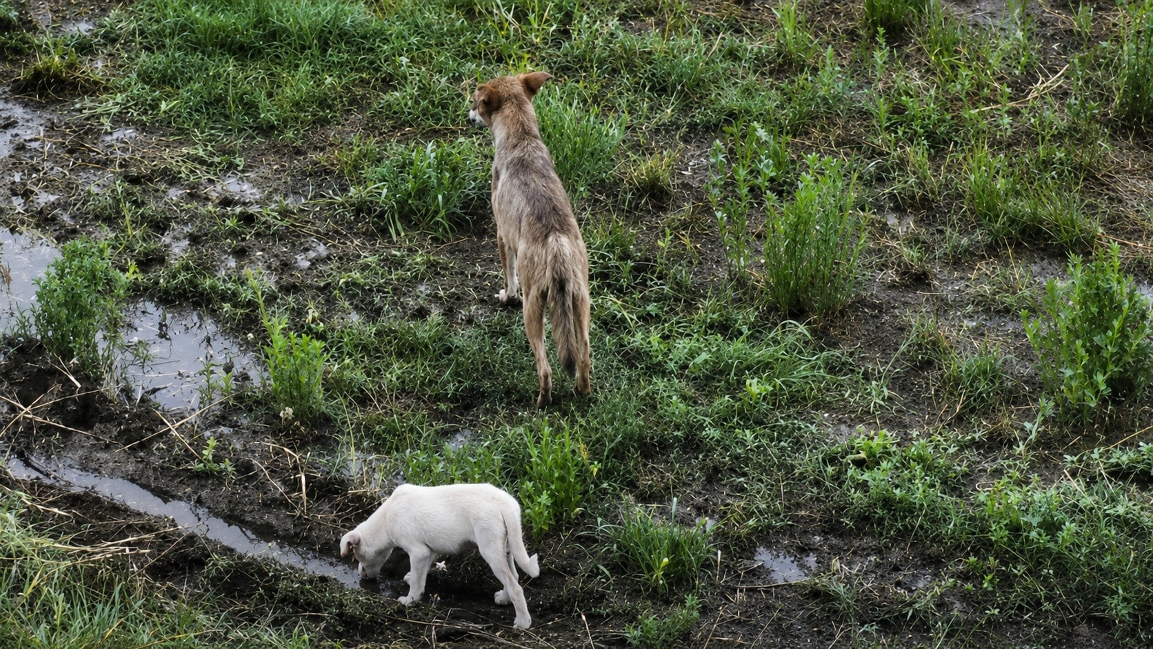 Wolf-adopted puppy Greece