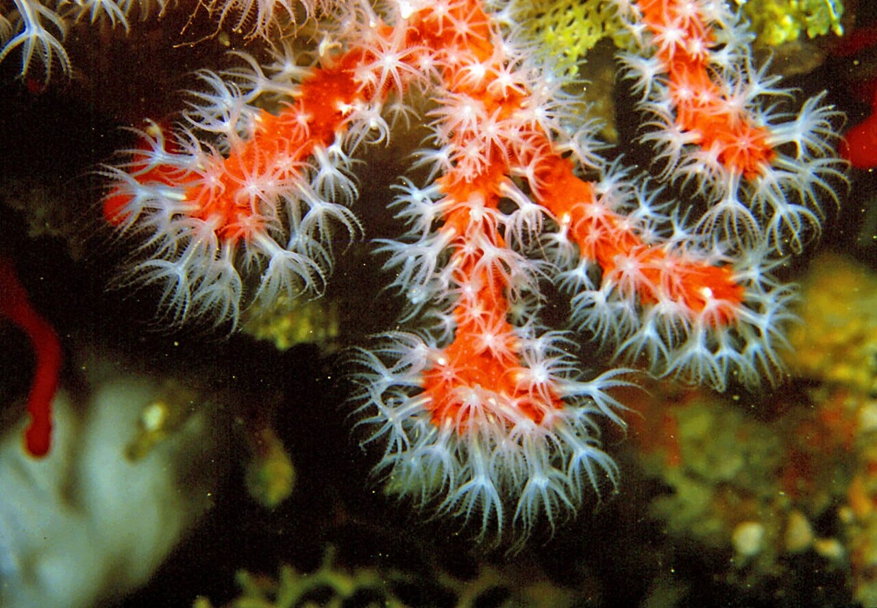 coral seized Greece