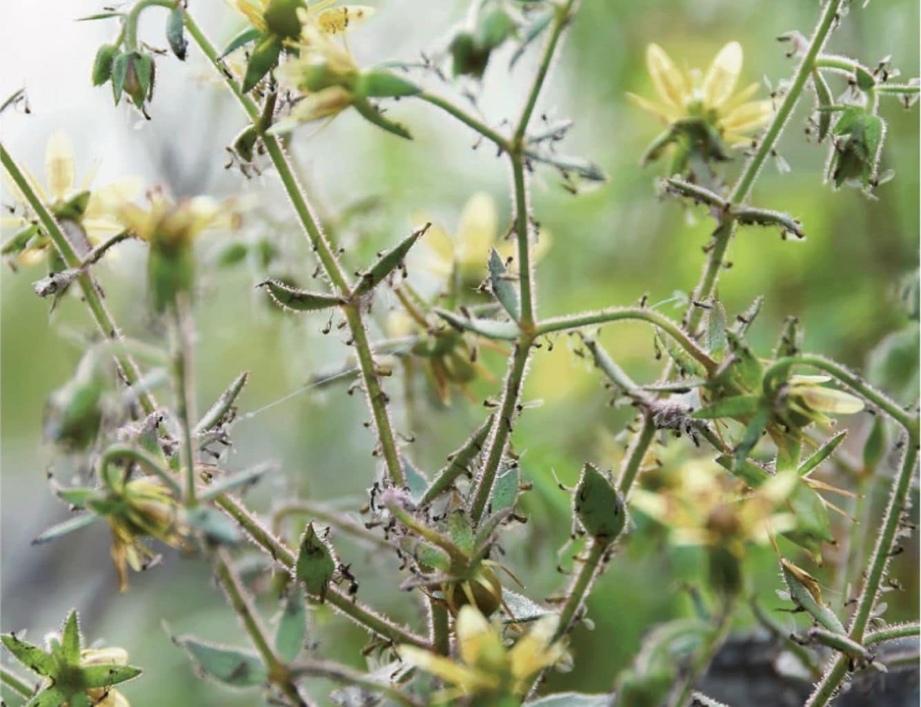 Saxifraga candelabrum plants covered by insect prey