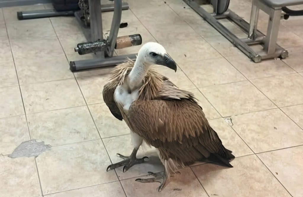 Vulture that was on a plane on Crete, Greece