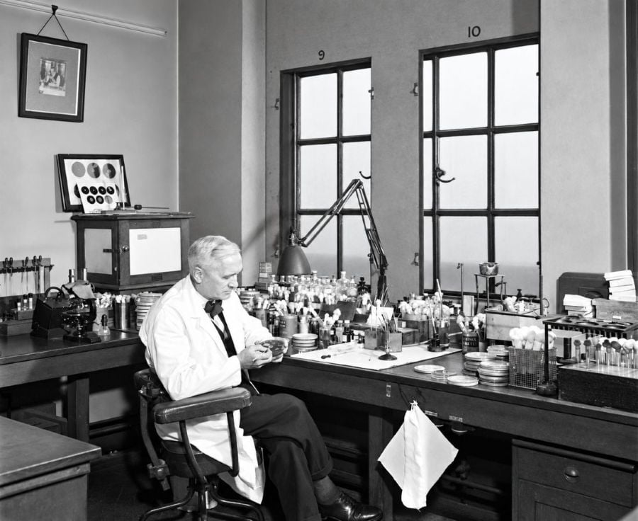 Alexander Fleming works in his laboratory at St Mary’s Hospital in London, where his research into penicillin transformed the treatment of bacterial infections.