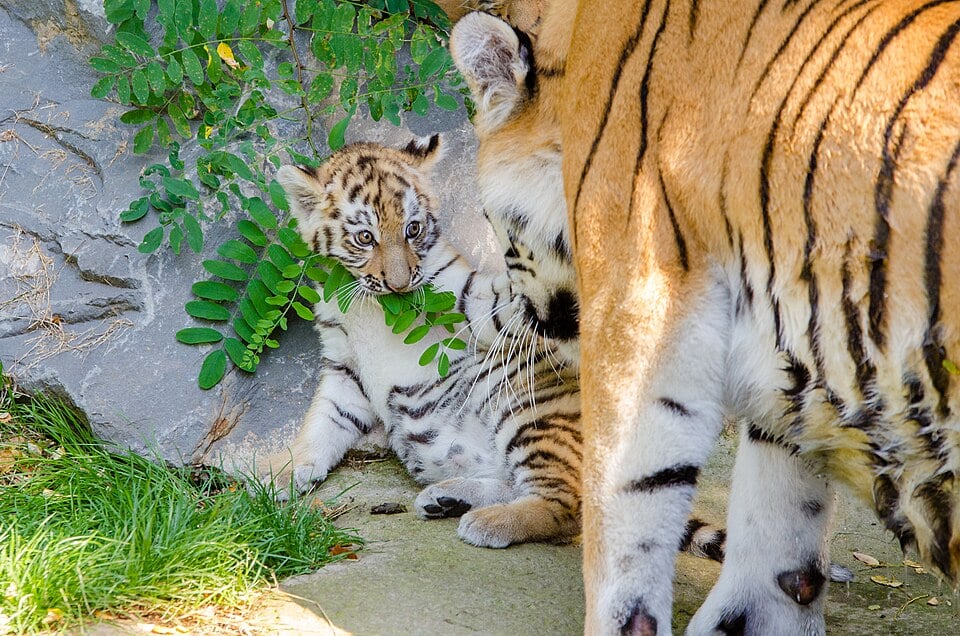 Three Sumatran tiger cubs born at the Attica Zoological Park near Athens are part of a global conservation effort to protect one of the world’s most endangered tiger species