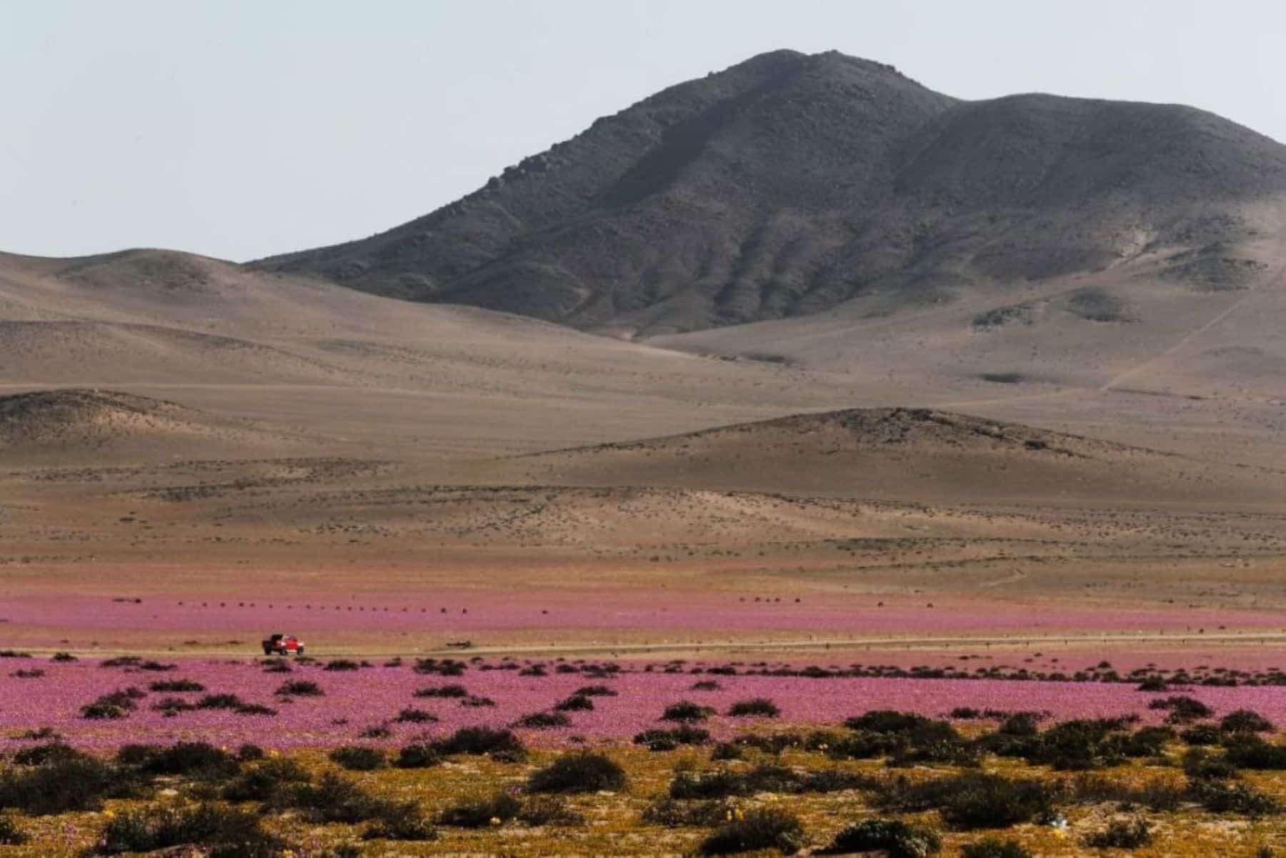 Wildflowers bloom across Chile’s Atacama Desert near Copiapó after heavy winter rains triggered the rare Flowering Desert phenomenon.