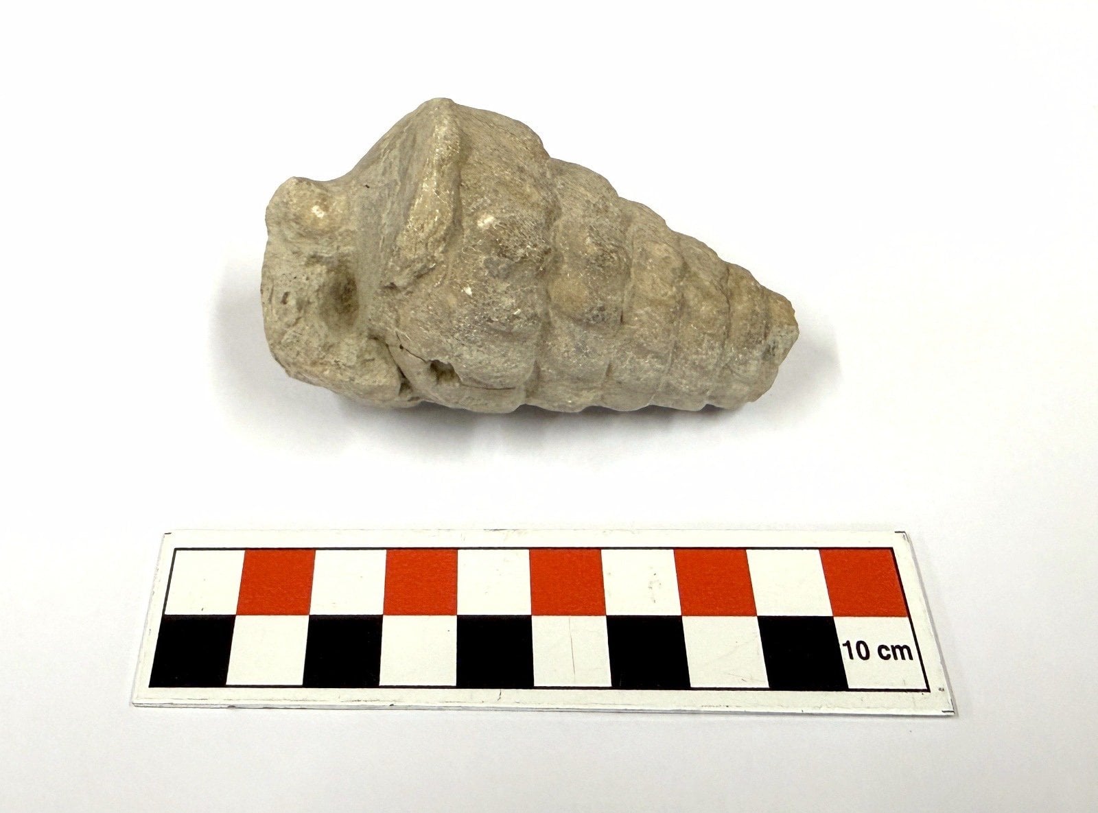 A 66-million-year-old ancient fossil from the Tethys Sea