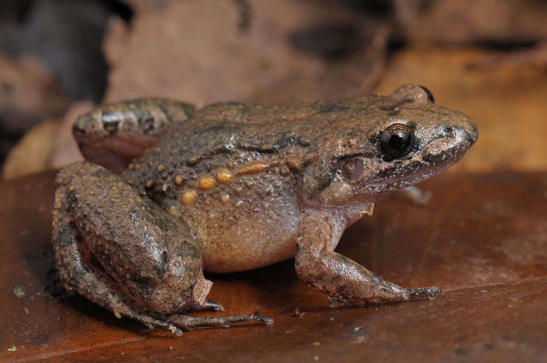 Adenomera marmorata, a close relative of the newly discovered Adenomera varcena
