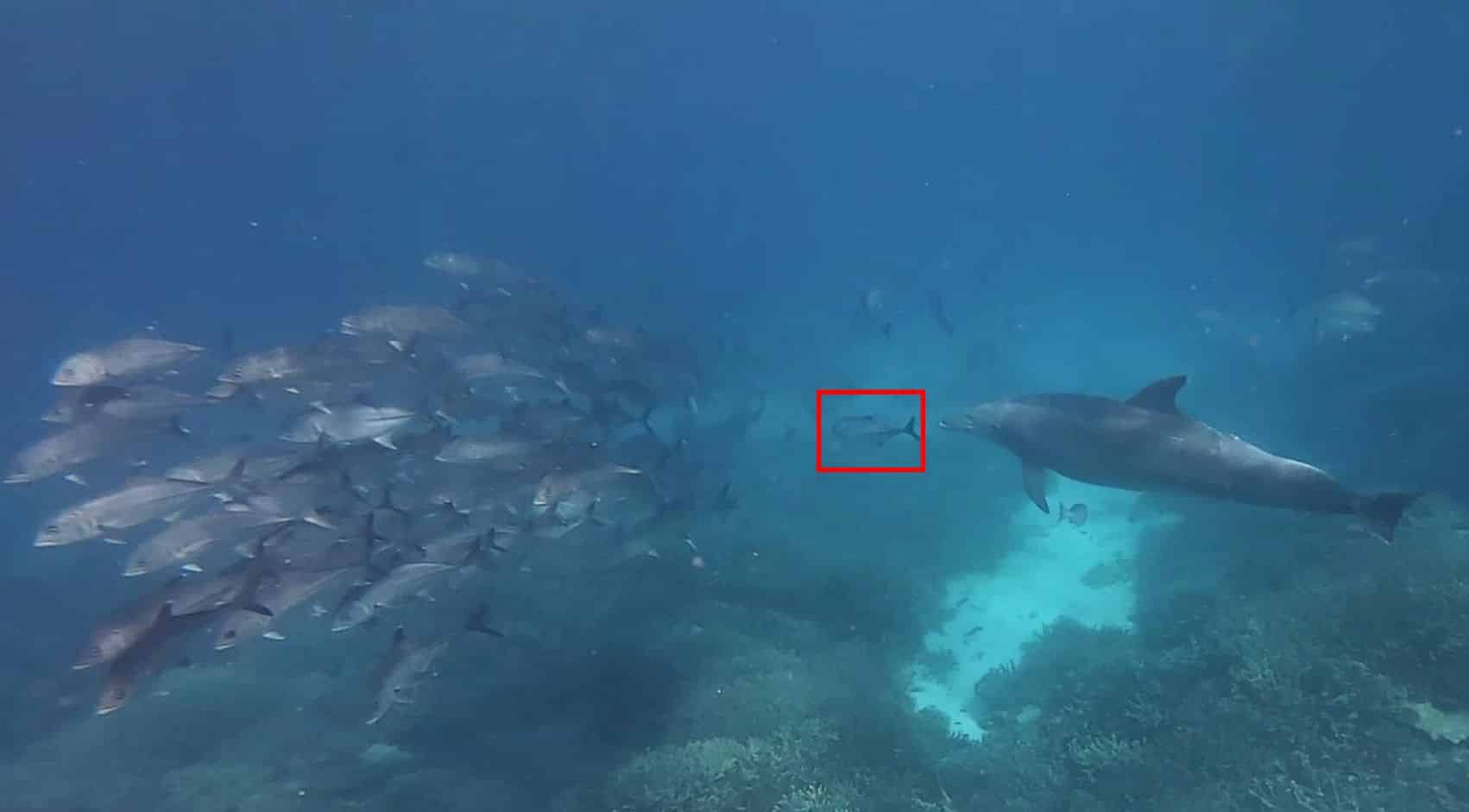 An adult bottlenose dolphin (Tursiops truncatus) targets a specific fish