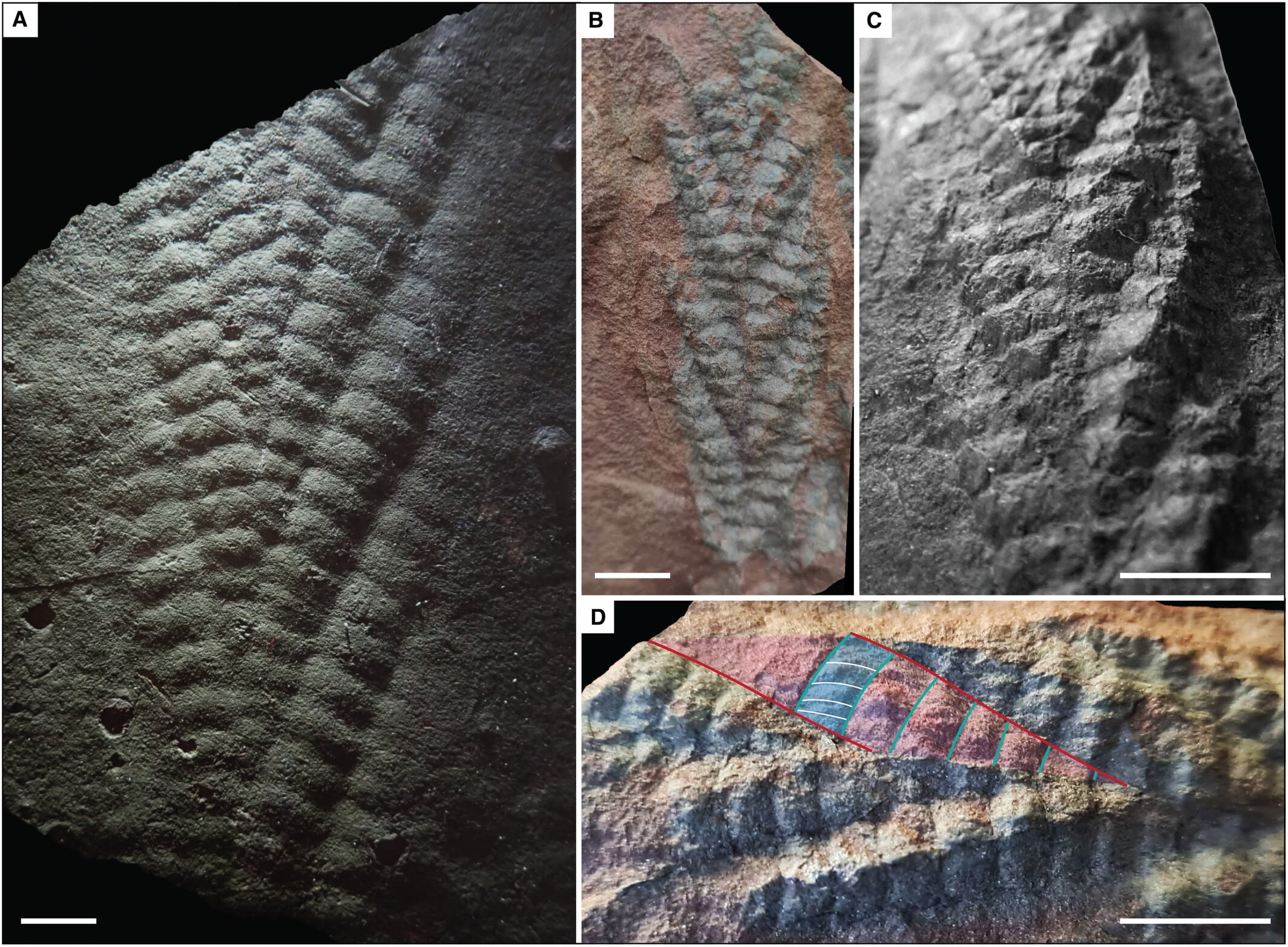 Charnia fossils from the Indreelva Member