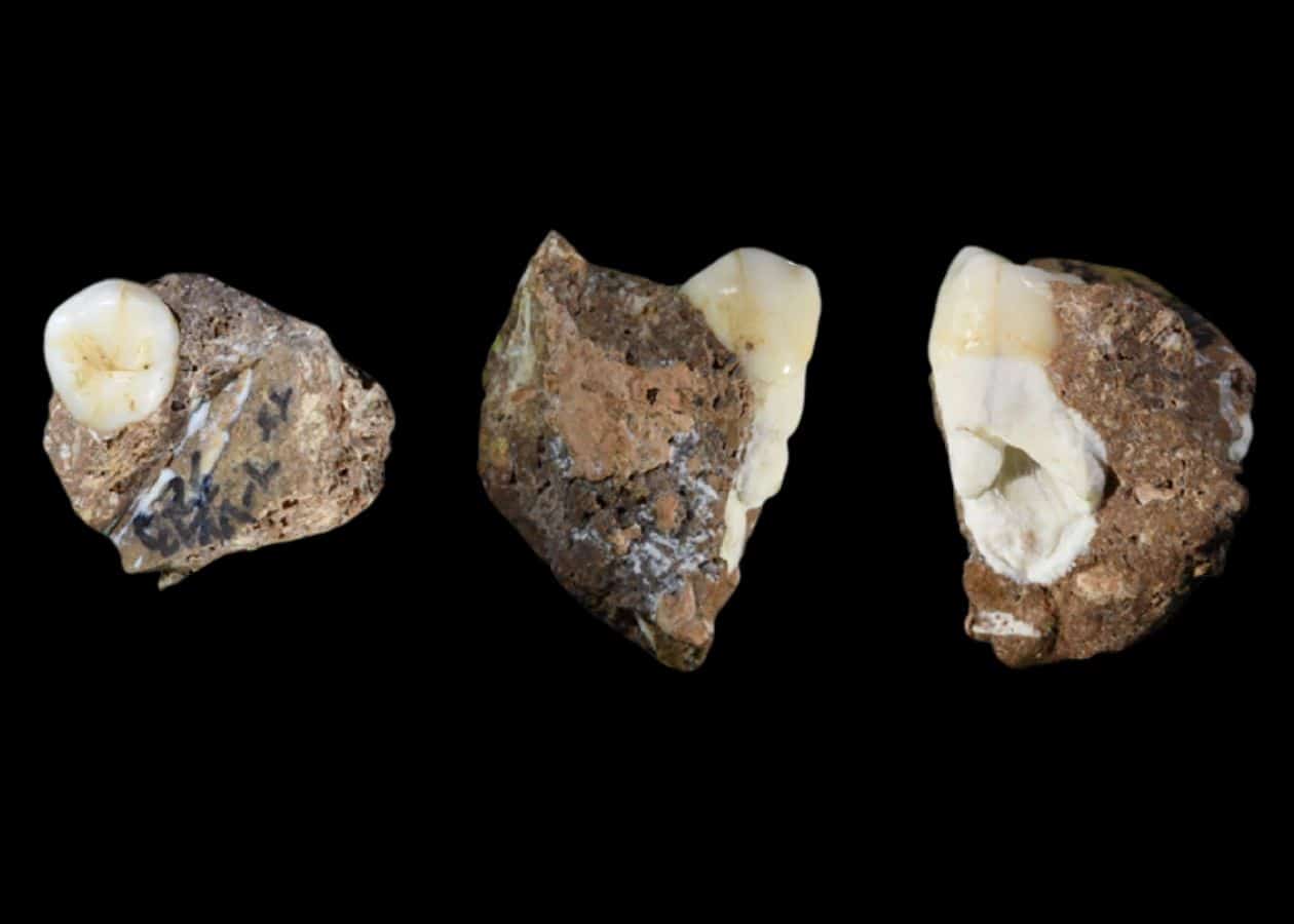 Different views of the lower fourth premolar teeth of Denisovan