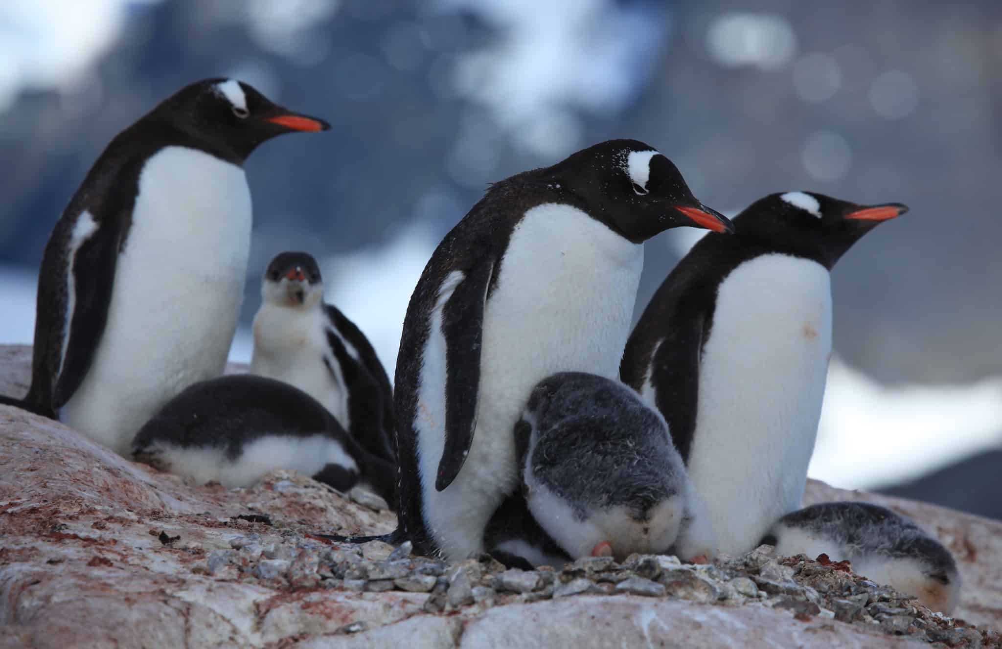 Gentoo Penguins with chicks at Jougla Point, Antarctica
