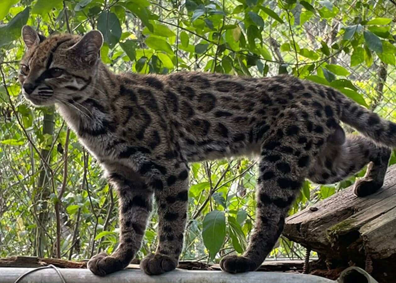 Leopardus tilcayo, a new cat species found in Bolivia