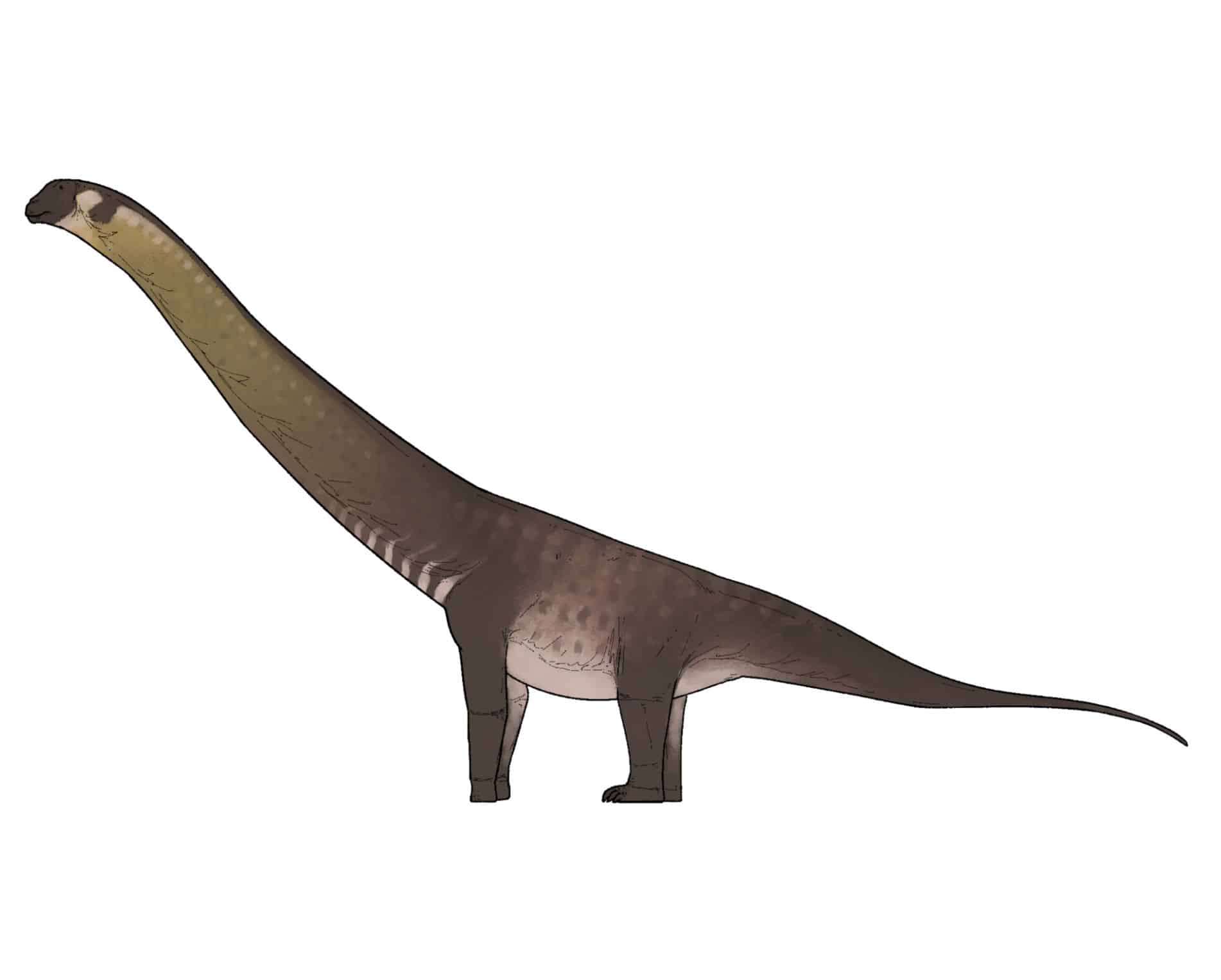 Life reconstruction of Dasosaurus tocantinensis