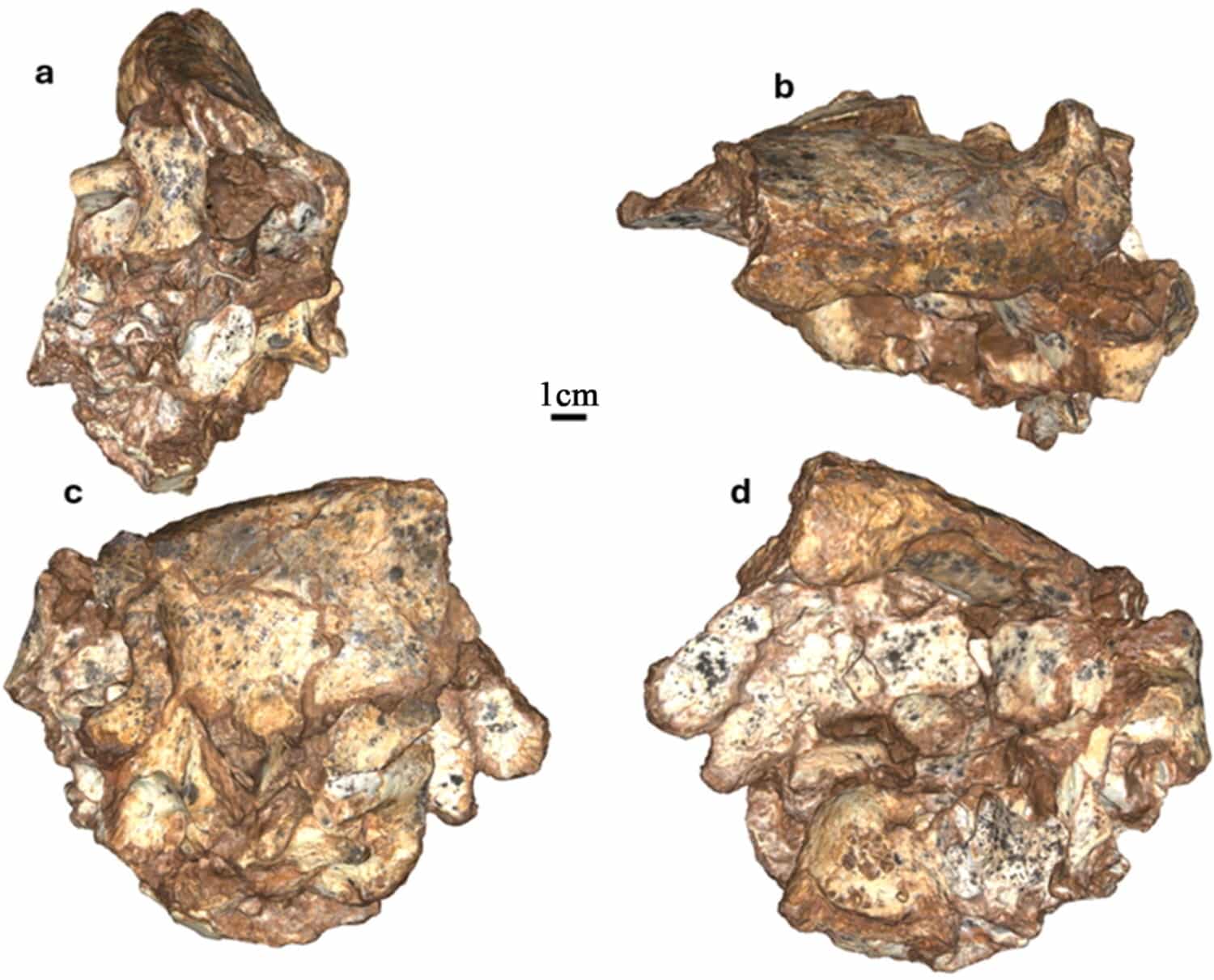Multiple views of a fossilized hominin