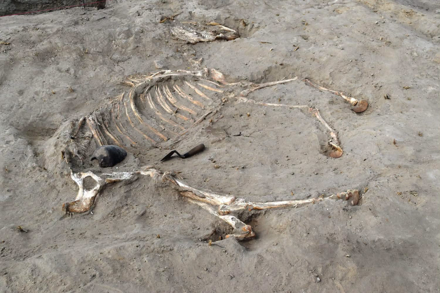 The complete burial of a young male horse uncovered at the New Kingdom fortress of Tell Al-Abqain