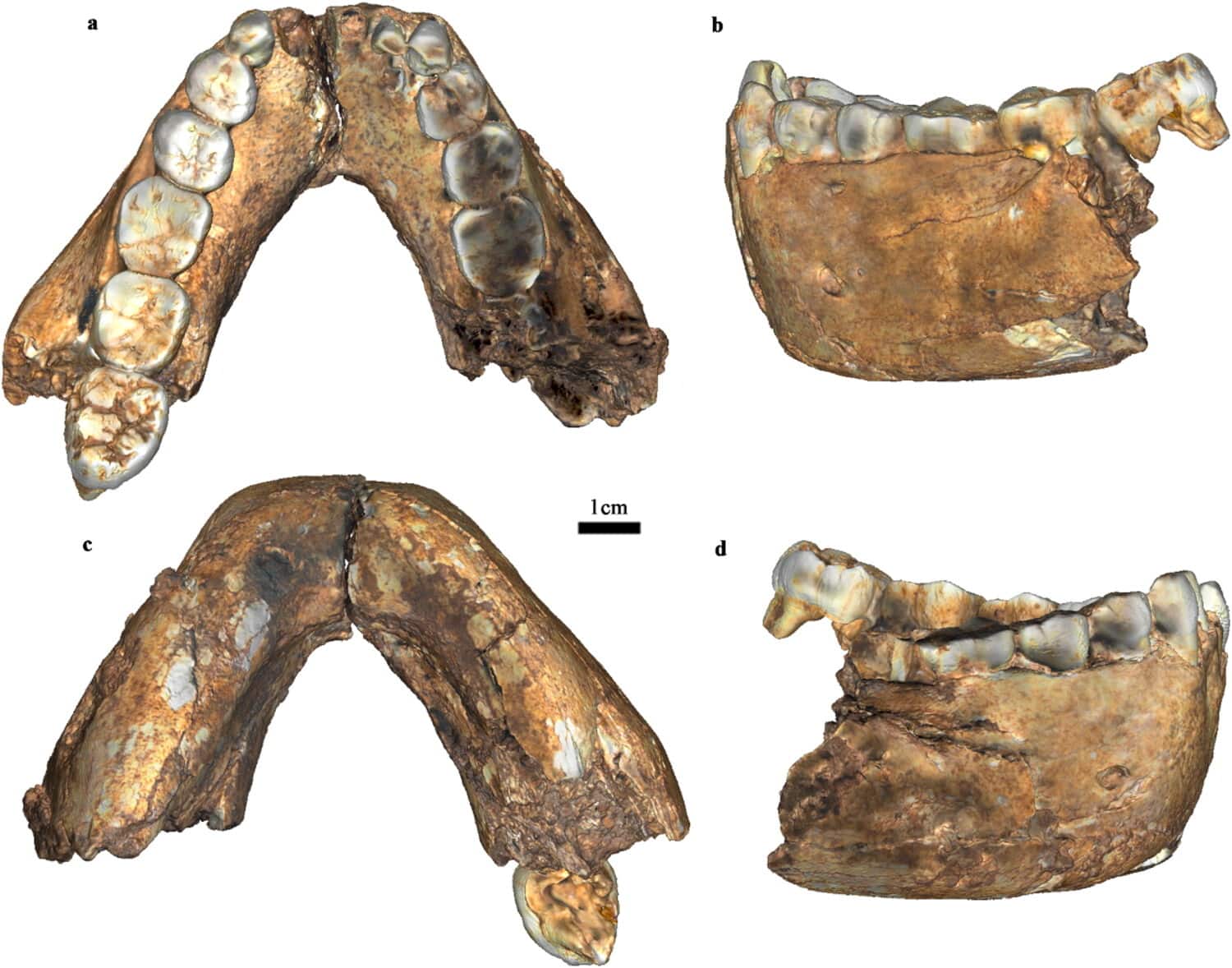 Views of a fossilized hominin jaw and teeth recovered from Drimolen Main Quarry in South Africa’s Cradle of Humankind