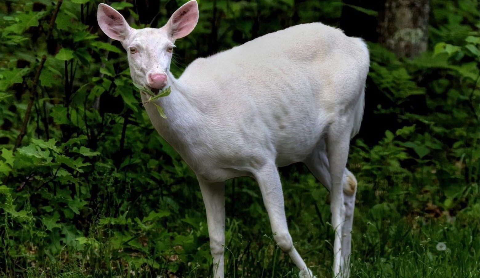 A rare albino roe deer has successfully returned to the mountains of Imathia following a miraculous two-week recovery from severe head trauma caused by a car accident.
