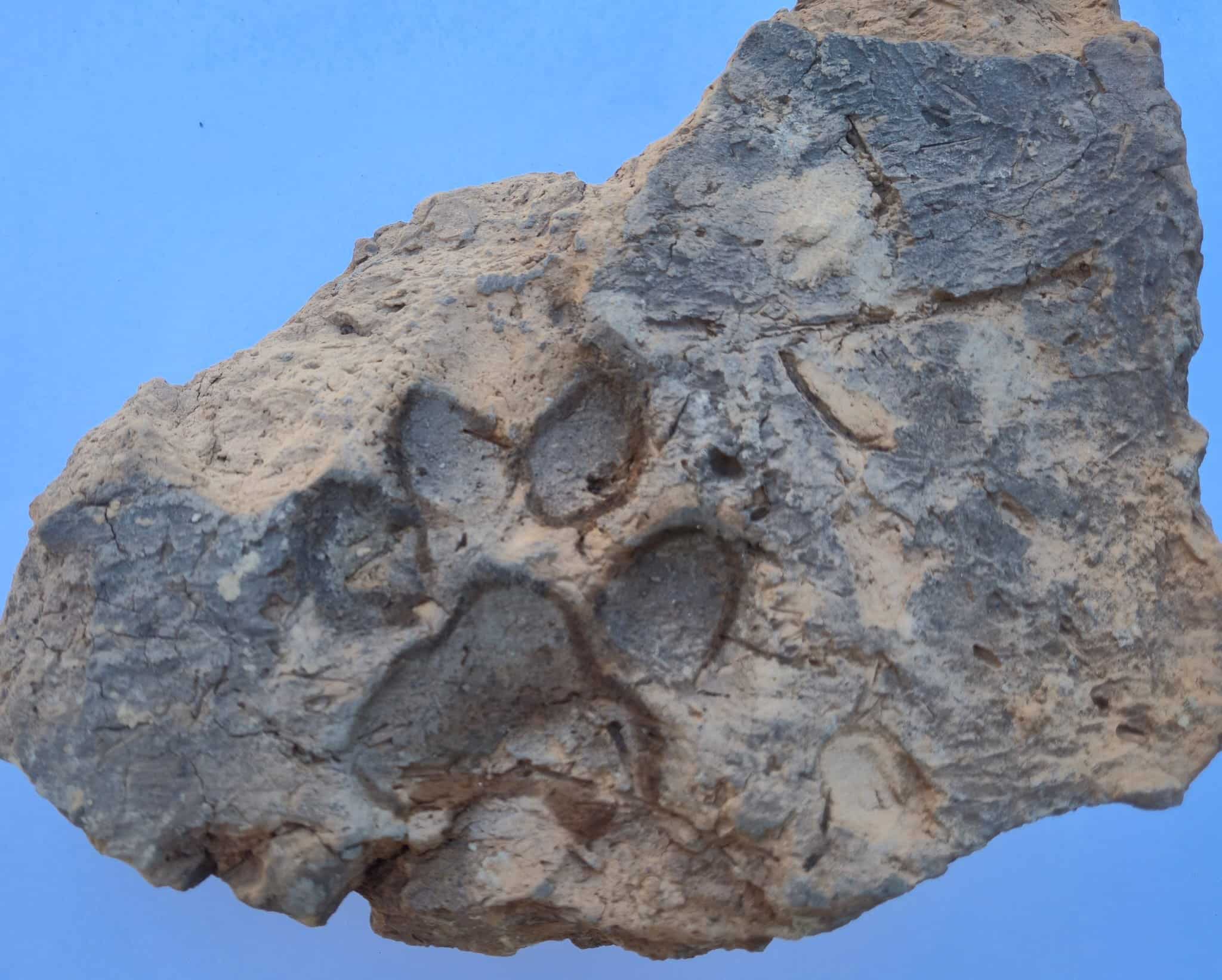 A 4,000-year-old dog paw print found at Tavşanlı Höyük, Turkey