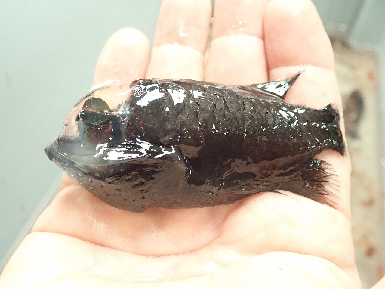 A barreleye fish with transparent head