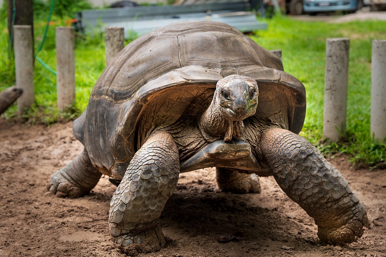 Aldabra giant tortoise (Aldabrachelys gigantea) in Seychelles