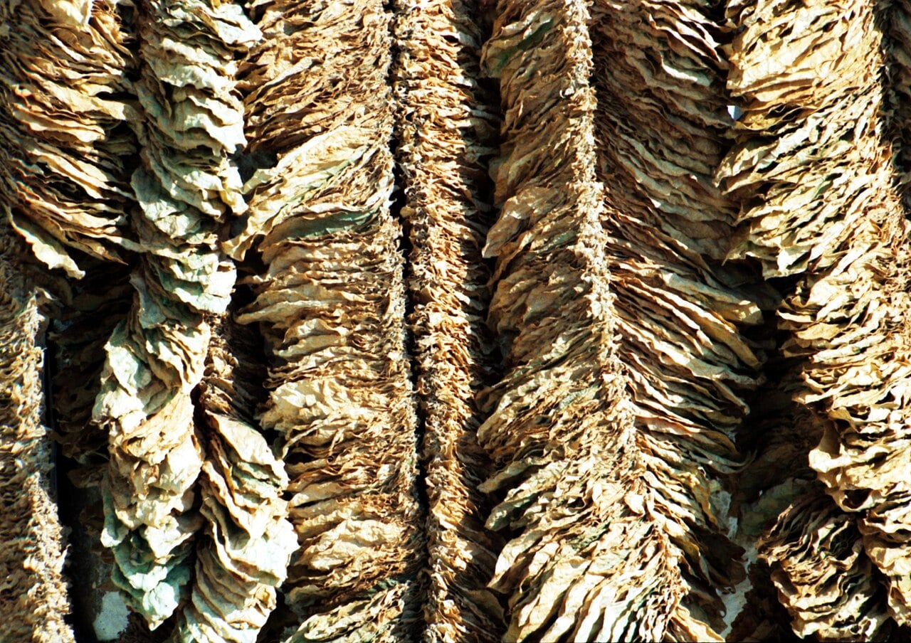 Basma tobacco leaves drying in the sun in Xanthi, northern Greece