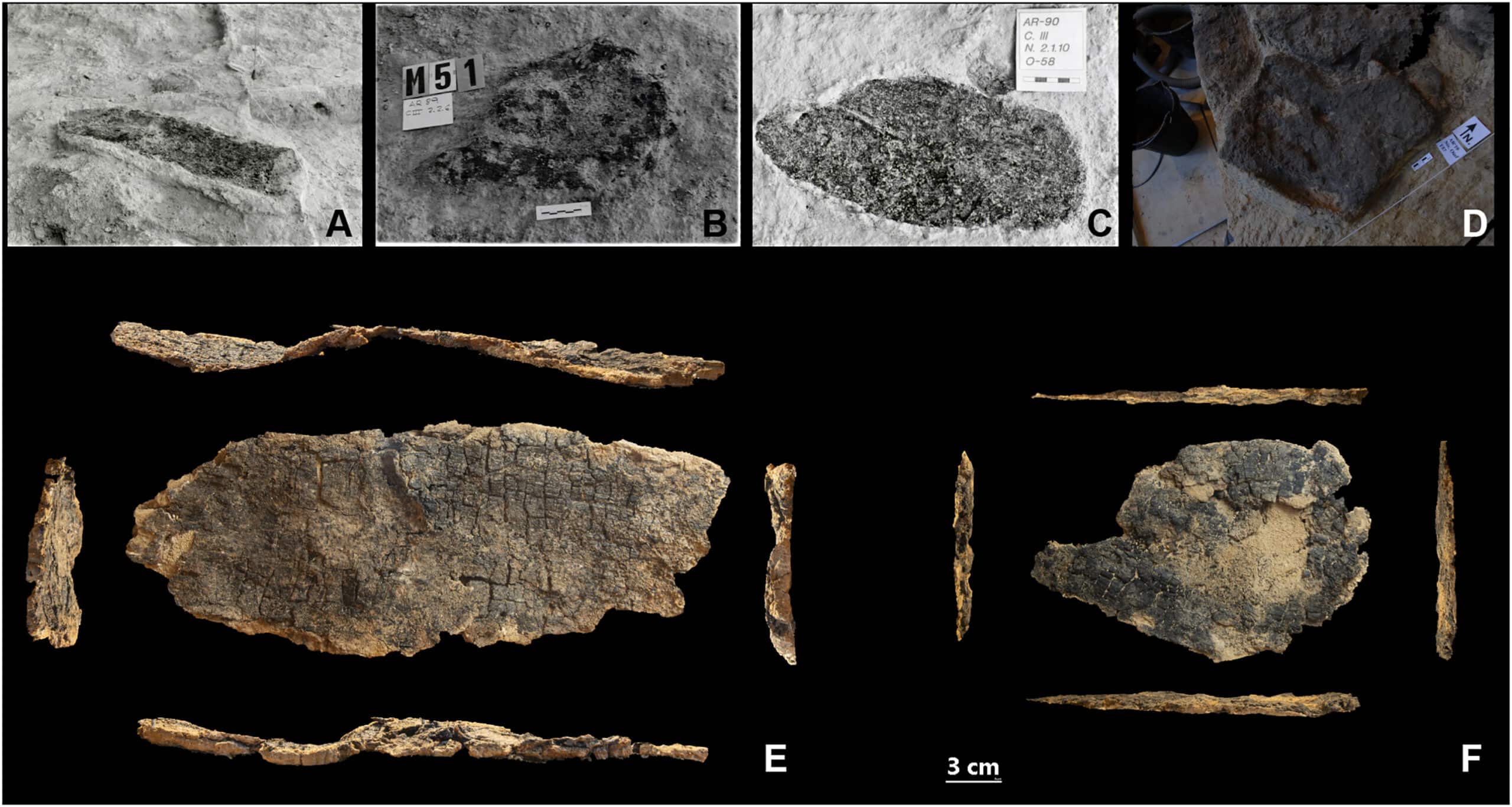 Charred wooden remains recovered from Abric Romaní in Spain