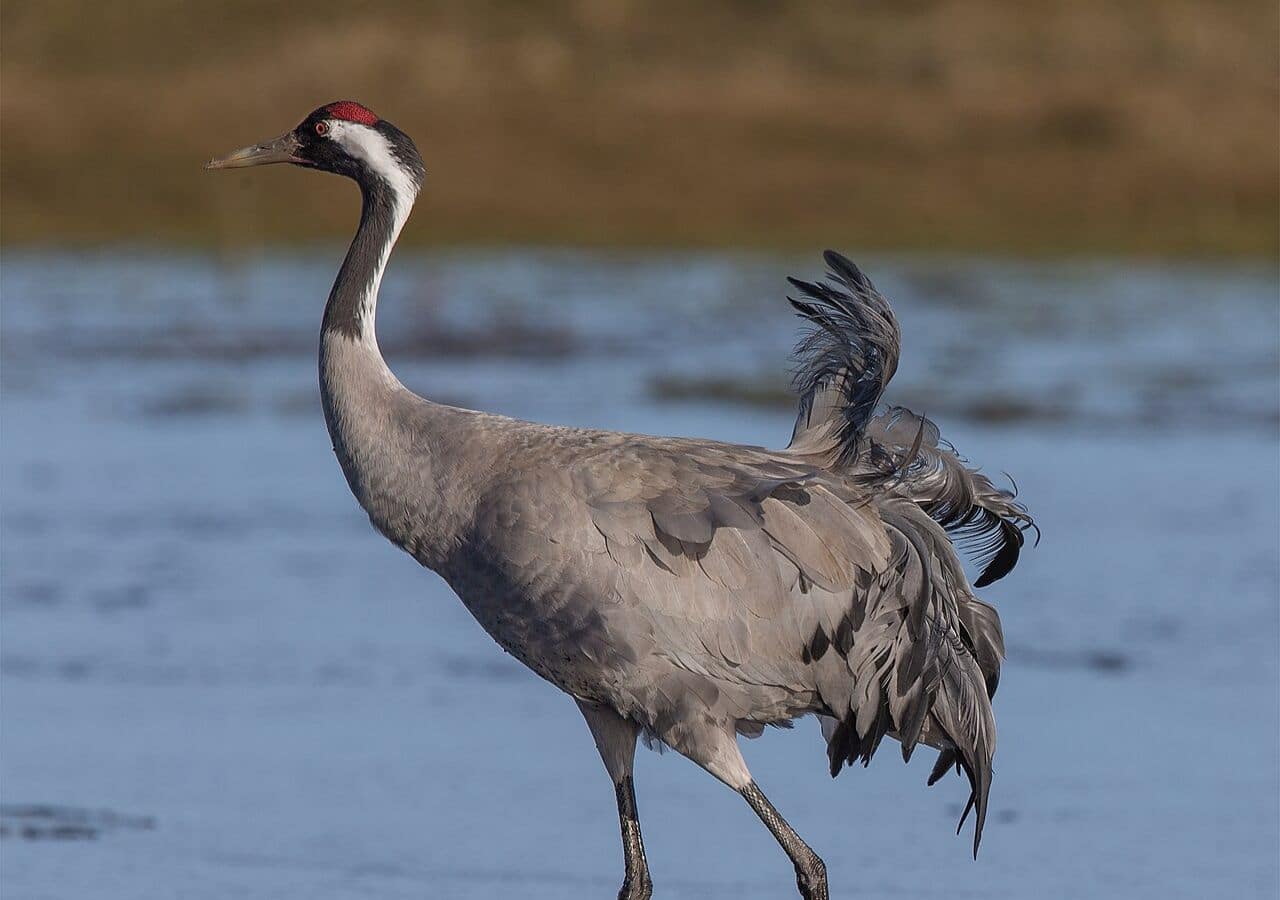 Common crane grus grus