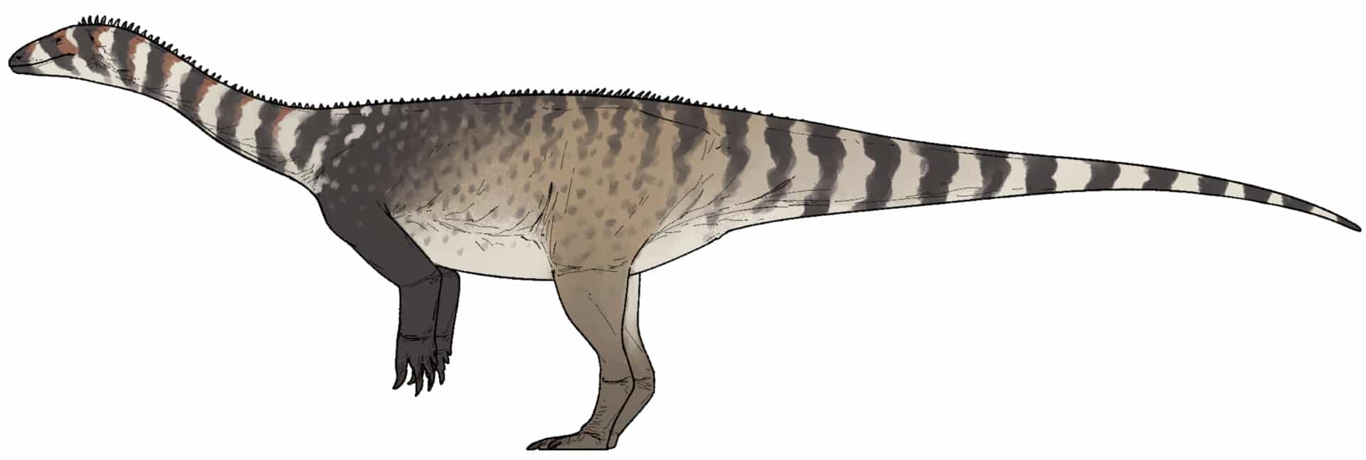 Life reconstruction of Musango matusadonaensis