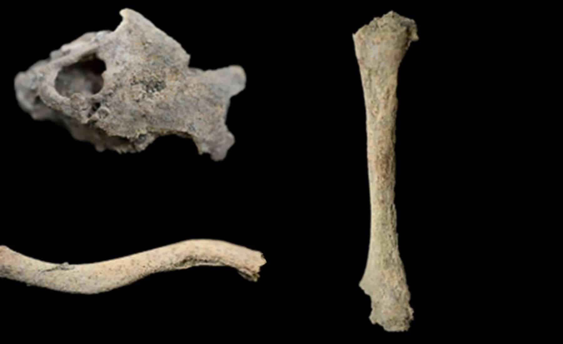 Petrous portion with lytic lesions and new bone formation