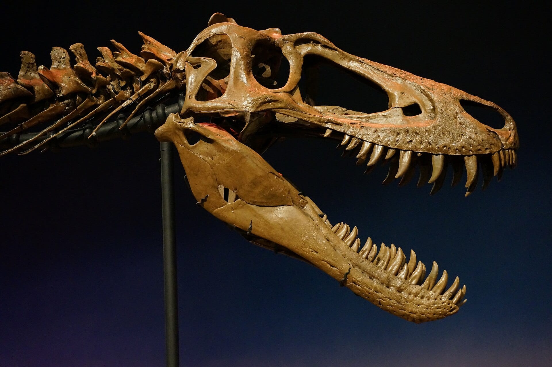 Reconstructed skull of the N. lethaeus holotype