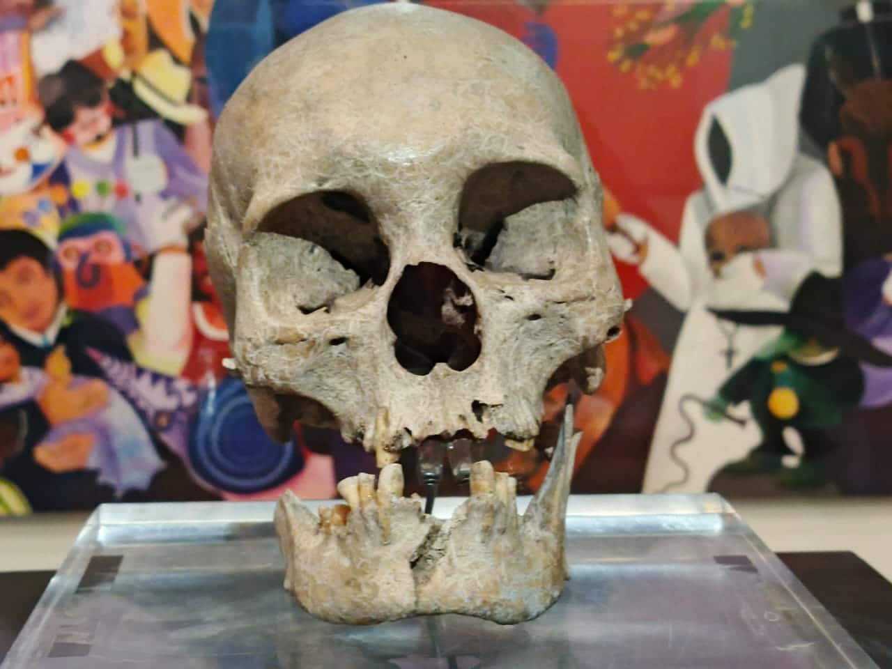 Skull of a 3,000-year-old indigenous man from Ecuador